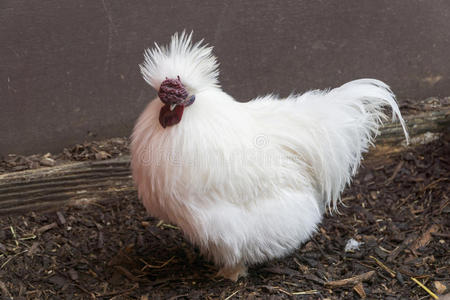 丝光鸡鸡是(be的三单形式一产n一med为它`英文字母表的第19个字母松软