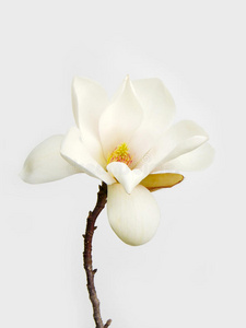 白色的木兰花照片