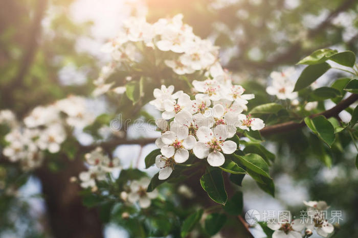 樱桃树春季花,树枝和花特写镜头