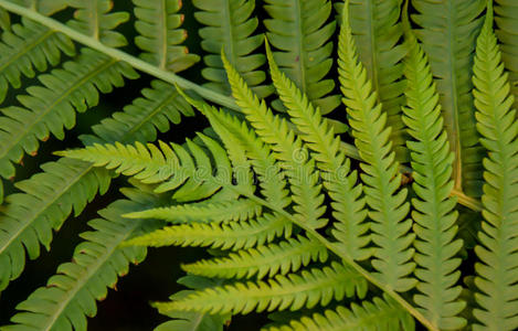 多叶橙酸橙绿色的羊齿植物蕨类或棕榈类植物的叶子照片