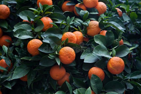 苦的桔子树柑橘属果树金黄色照片