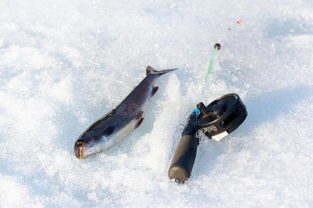 河鳟河鳟赶上向冰捕鱼和一纺纱机照片