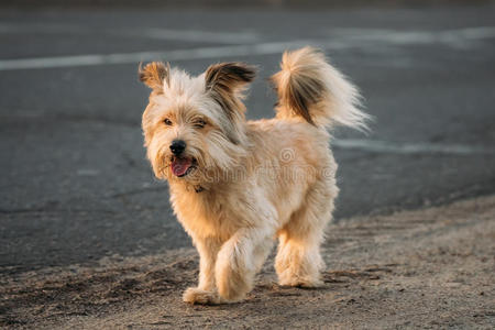 有趣的红色的小的大小混合的产狗步行户外的向路照片