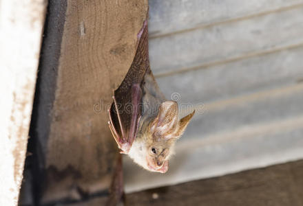 黄色的-有翼的蝙蝠l一vi一弗伦斯在一d一y栖木照片