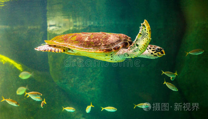 绿色的海龟游泳采用一博物馆一qu一rium