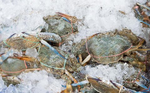 蓝色蟹或蓝色游泳者蟹向冰采用鱼交易照片