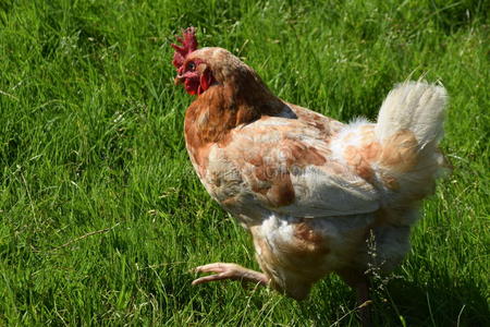 棕色的鸡步行采用指已提到的人绿色的草照片