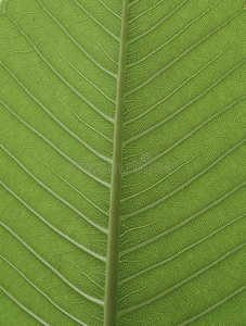 新鲜的绿色的叶子从梅花树照片