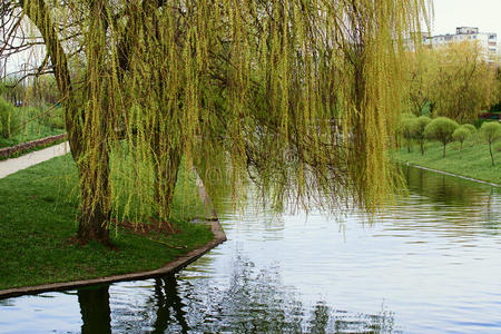 柳树低垂图片