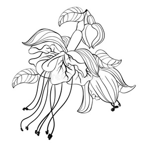 色彩倒挂金钟属植物花芭蕾舞女演员.矢量说明照片