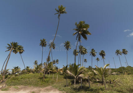 科奎里尼奥海滩,康德铅,巴西苏木希腊圣托里尼场景桐树蓝色天,绿色的