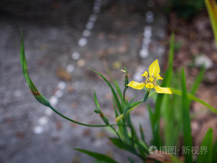 黄色的步行虹膜花