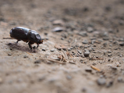 甲虫类图片 甲虫类素材 甲虫类插画 摄图新视界