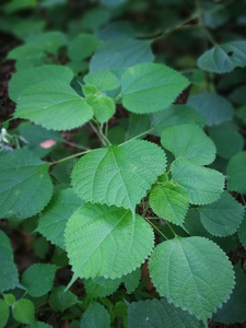 迈斯纳小体图片