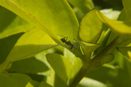 蚂蚁步行向det.一些树叶照片