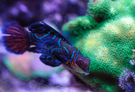 蝴蝶虾虎鱼图片