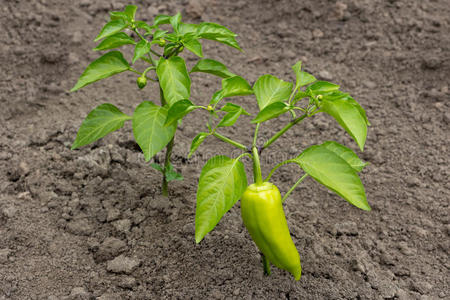 灌木和生长的绿色的胡椒粉辣椒属植物.照片