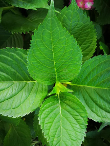 八仙花属大叶藻照片