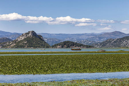 浅绿色水草水百合花地毯湖斯卡达尔,yugoslavia西南部的地方照片