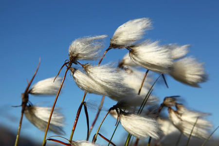 沼泽棉棉草照片