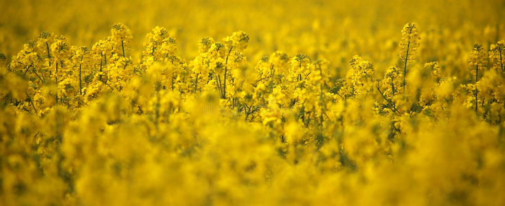 油菜籽田加拿大油菜花正面朝上的采用德国照片
