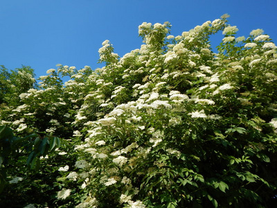 白色的接骨木树采用花照片