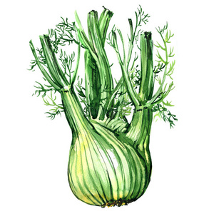 新鲜的有机的茴香球茎和树叶隔离的,水彩图解照片