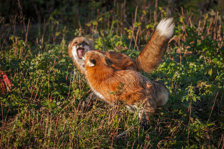 狐面图片 狐面素材 狐面插画 摄图新视界