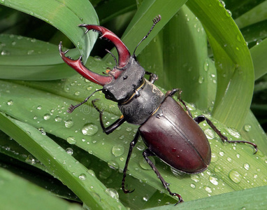 春天的昆虫甲壳类图片