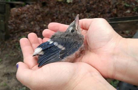 飞松婴儿蓝色松鸦鸟照片