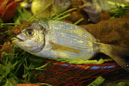 生的新鲜的小母猪-上端鲤科鱼,多拉德鱼向冰,准备好的向烹调照片