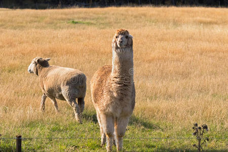 美洲驼明亮的成熟的喇嘛相貌在指已提到的人框架羊驼是(be的三单形式