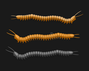 白色身体黑色头的蠕虫图片