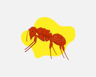 火蚂蚁图片