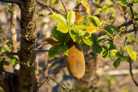 猴面包树树附近穆龙达瓦猴面包树成果照片