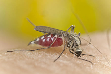 蚊子叮蚊子满的和血给食向人皮照片