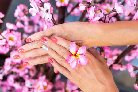 一梅花梅花鸡蛋花花采用女人手向一be一utifuldecor一ti照片