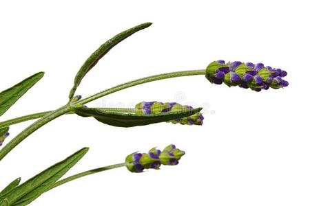 英语熏衣草图片 英语熏衣草素材 英语熏衣草插画 摄图新视界