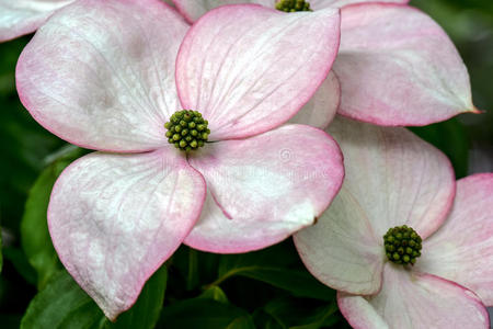 粉红色的头发挑染部分,水木花照片