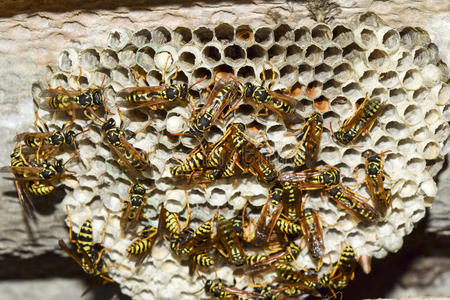 普通大纸黄蜂大胡蜂巢.黄蜂警方.