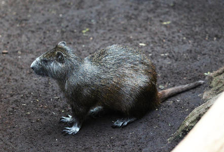 豪猪科最亲爱的硬毛鼠照片