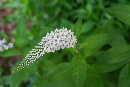 状的花黑的荨麻叶泽当根090009actaea总状花序的照片