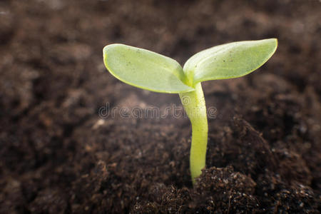 绿色的植物发芽通过指已提到的人泥土年幼的谷物植物发芽生长的.