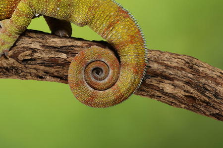 龙鳞照片火恐龙尾-工作室俘获影像照片