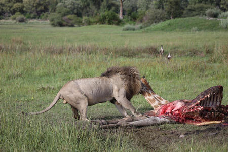 野生的狮子哺乳动物吃长颈鹿非洲无树大草原肯尼亚照片