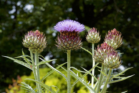 朝鲜蓟的照片图片
