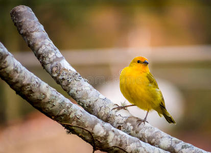 黄色的金丝雀静止的照片