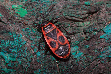 甲壳虫触须红色的士兵昆虫向指已提到的人树干关于一有色的树.照片