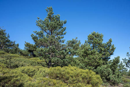 有衬里的矮灌木丛和苏格兰的松树森林照片