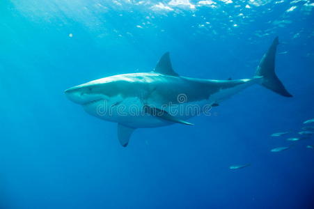 在埃拉特的鲨鱼伟大的白色的鲨鱼在水中的照片